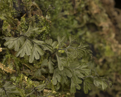 Hymenophyllum nahuelhuapiense (Hymenophyllum nahuelhuapiense)