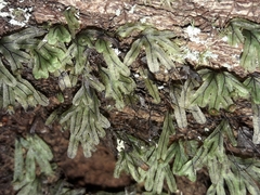 Hymenophyllum neocaledonicum (Hymenophyllum neocaledonicum)