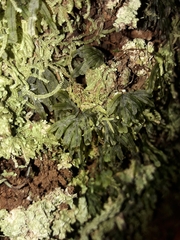 Hymenophyllum neocaledonicum (Hymenophyllum neocaledonicum)