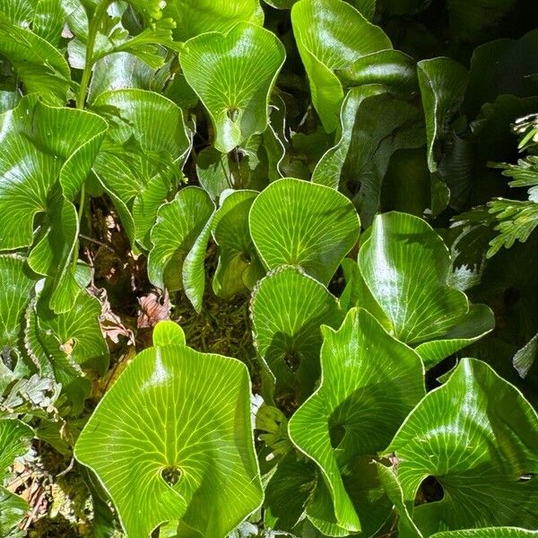 Kidney fern (Hymenophyllum nephrophyllum)