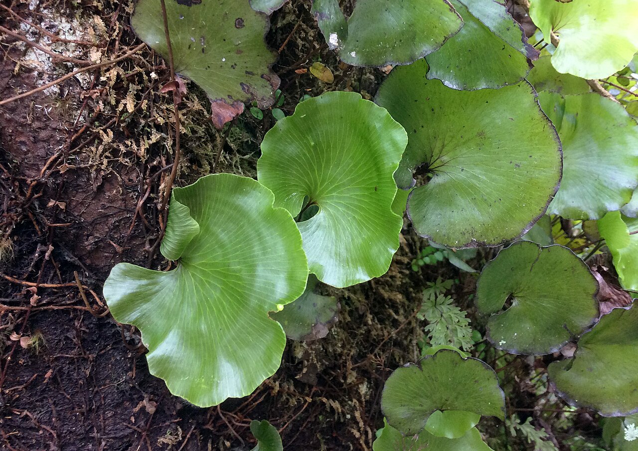 Kidney fern: Kidney fern (Hymenophyllum nephrophyllum) near Ship Creek Beach, West Coast, South Island, New Zealand.