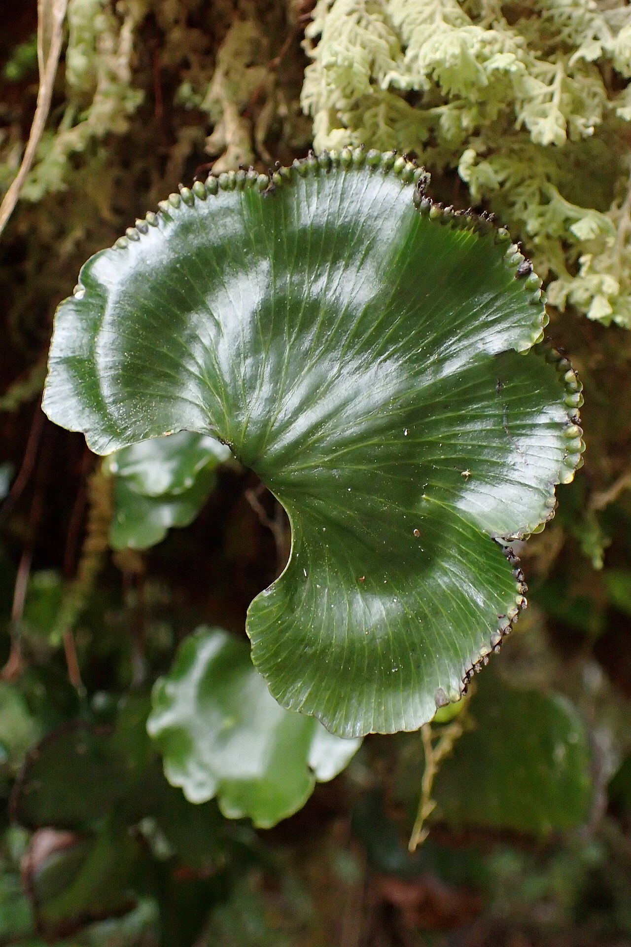 Kidney fern: Hymenophyllum nephrophyllum in Edmont National Park, at Pambroke Rd, Taranaki