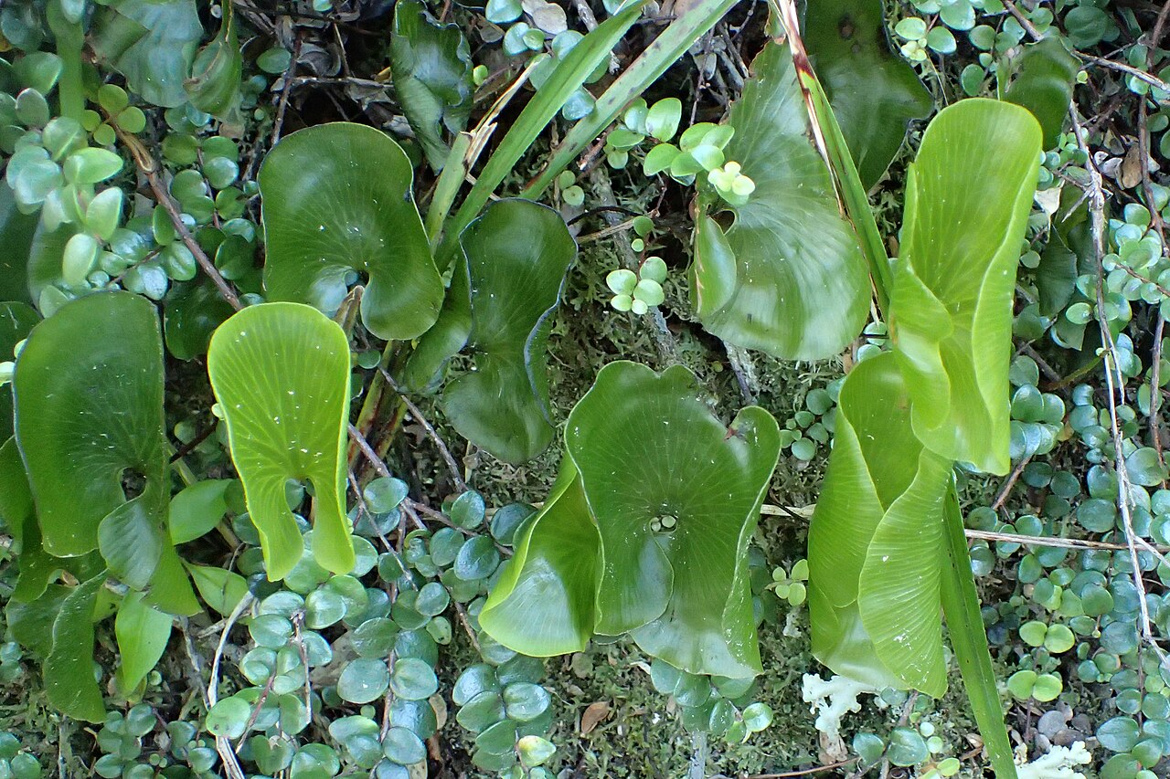 Kidney fern: Hymenophyllum nephrophyllum in Totaranui, Tasman