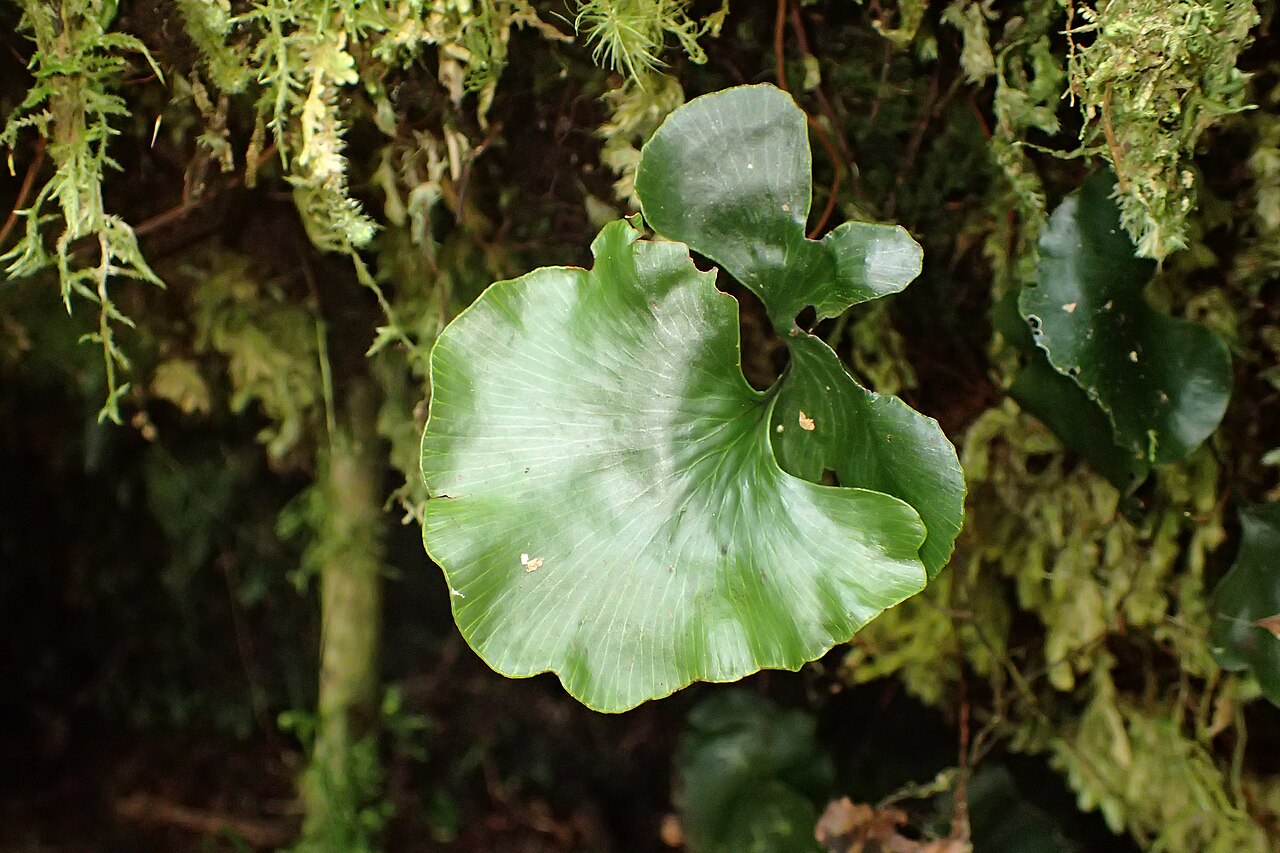 Kidney fern: Hymenophyllum nephrophyllum in Edmont National Park, near Stratford Mountain Housed, Taranaki
