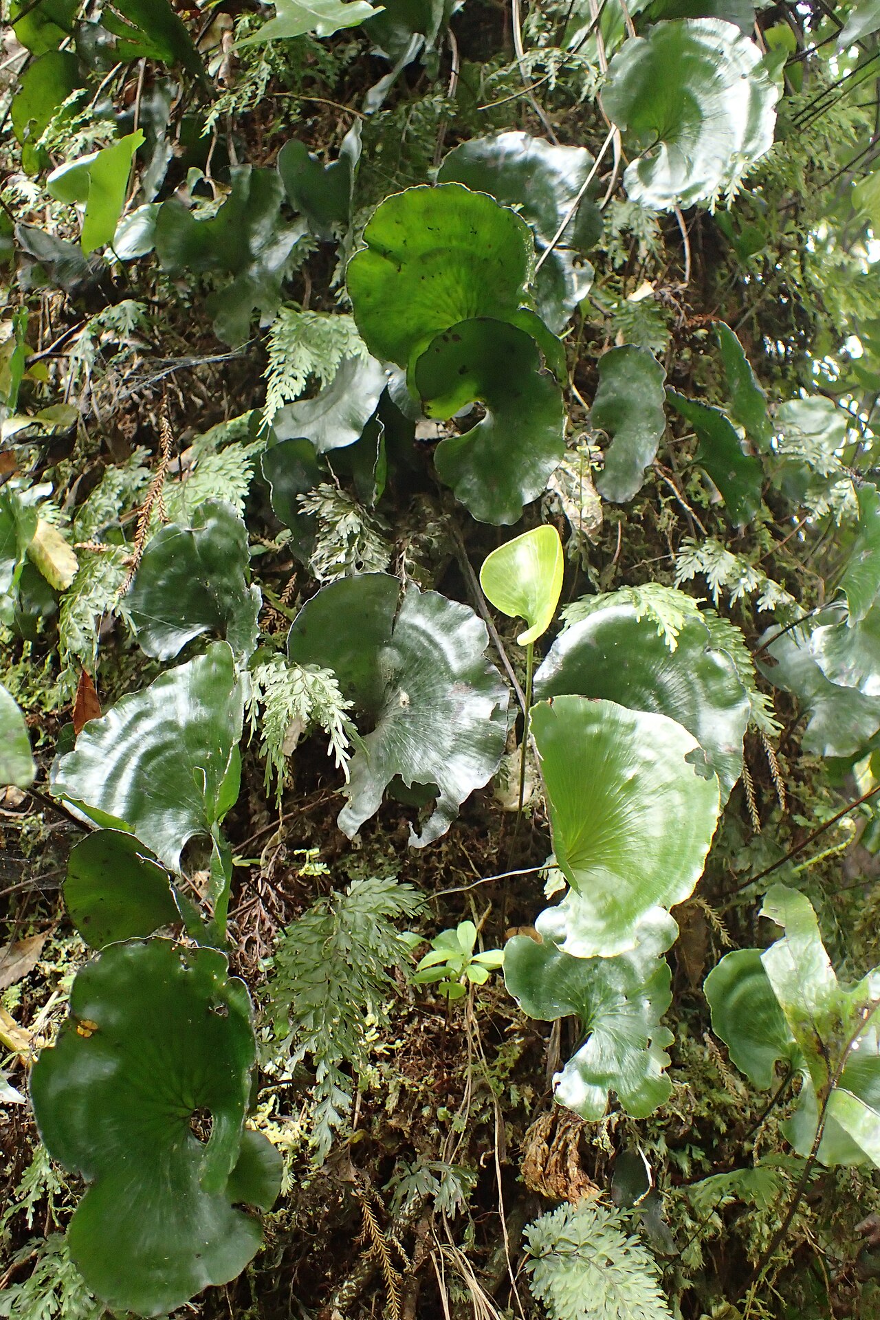 Kidney fern: Hymenophyllum nephrophyllum in Edmont National Park, at Pambroke Rd, Taranaki