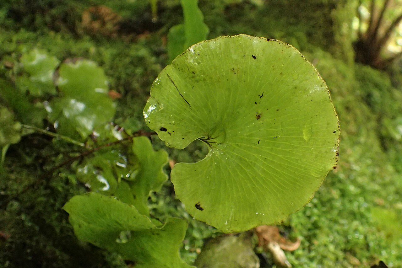 Kidney fern: Hymenophyllum nephrophyllum in Christchurch Botanic Gardens