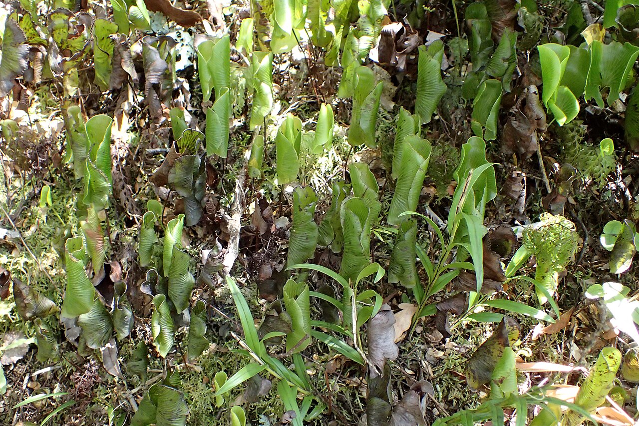Kidney fern: Hymenophyllum nephrophyllum in Milford Sound, Southland