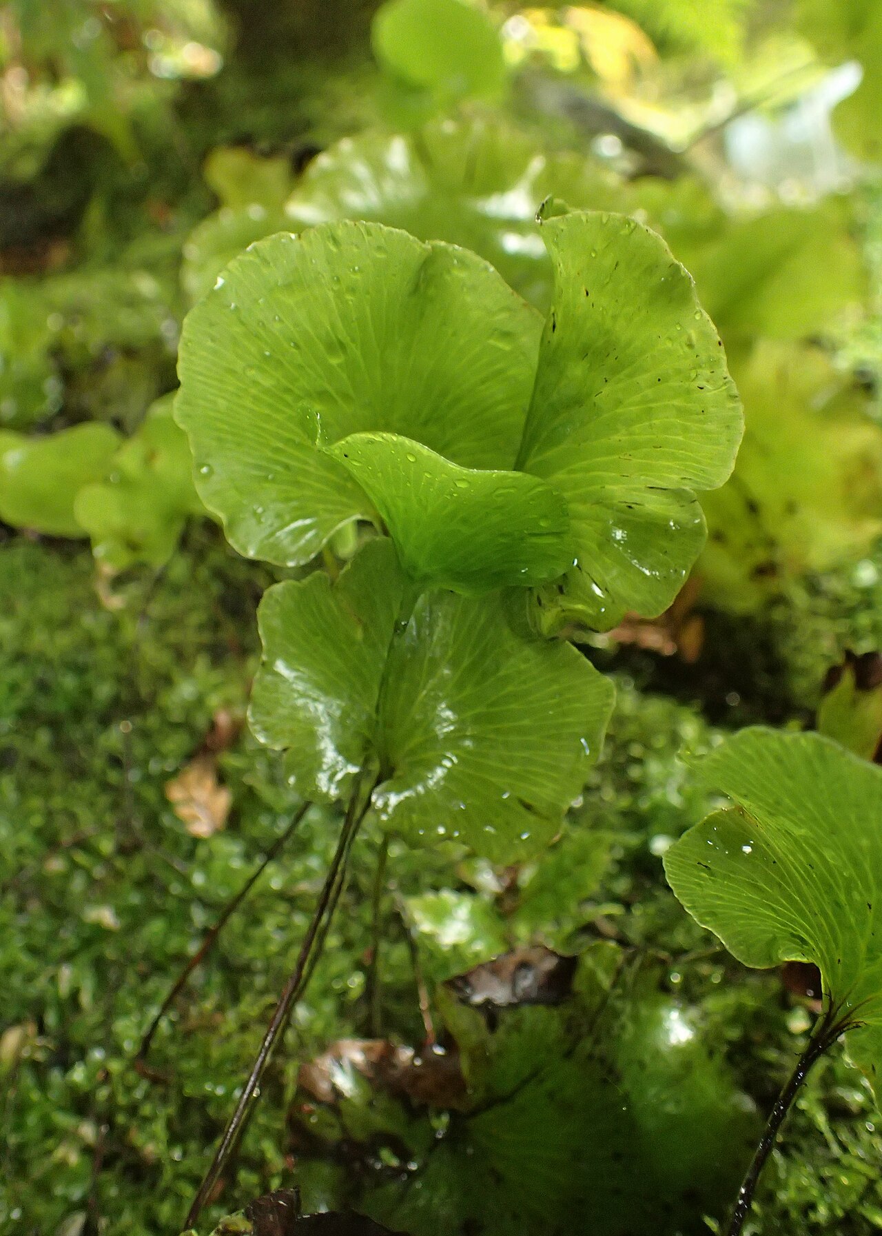 Kidney fern: Hymenophyllum nephrophyllum in Christchurch Botanic Gardens