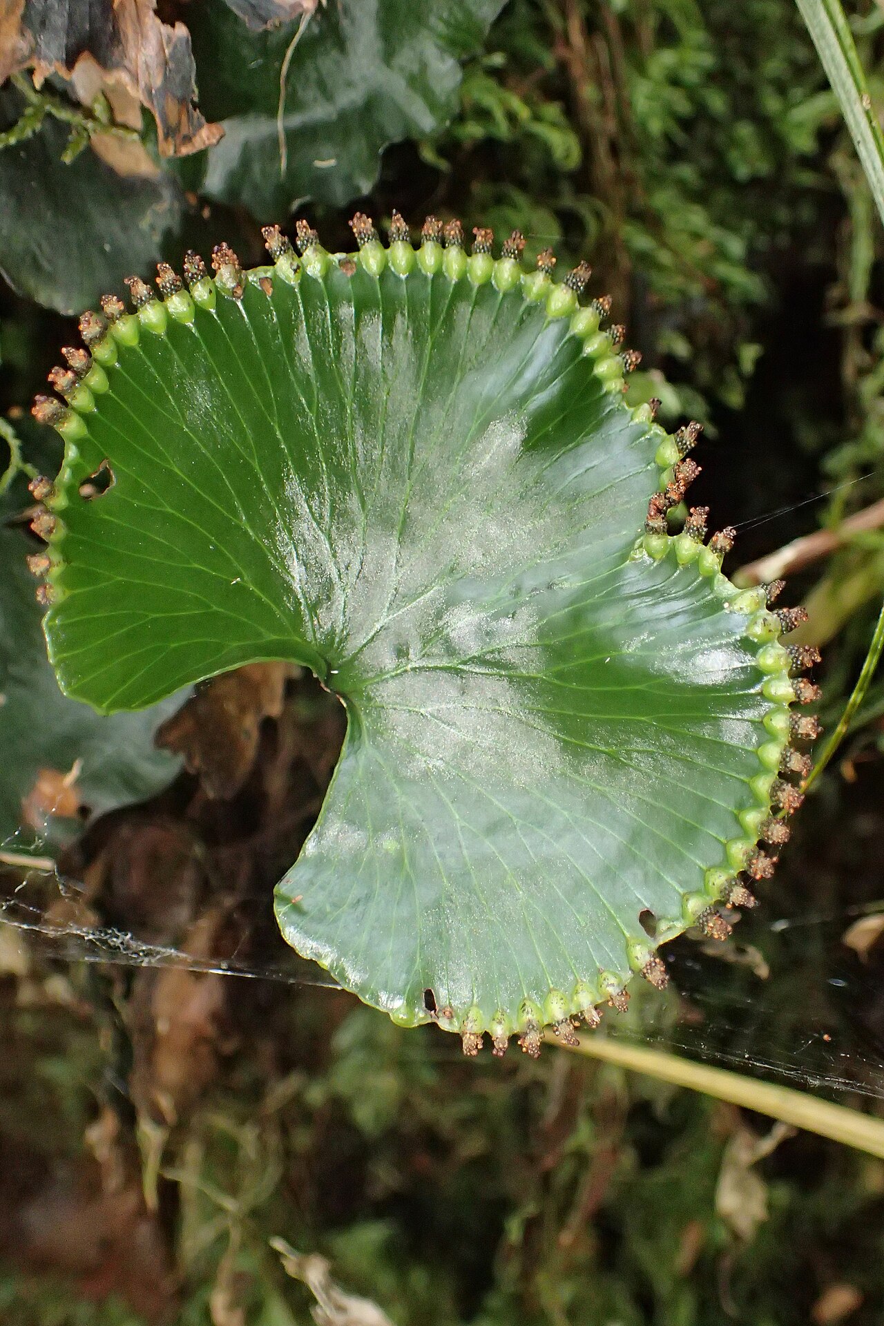 Kidney fern: Hymenophyllum nephrophyllum in Edmont National Park, near Stratford Mountain House, Taranaki
