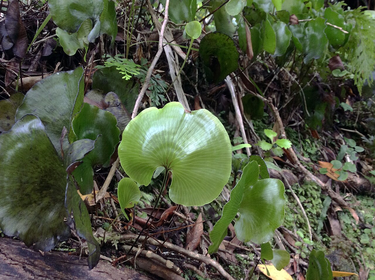 Kidney fern: Kidney fern (Hymenophyllum nephrophyllum) near Ship Creek Beach, West Coast, South Island, New Zealand.