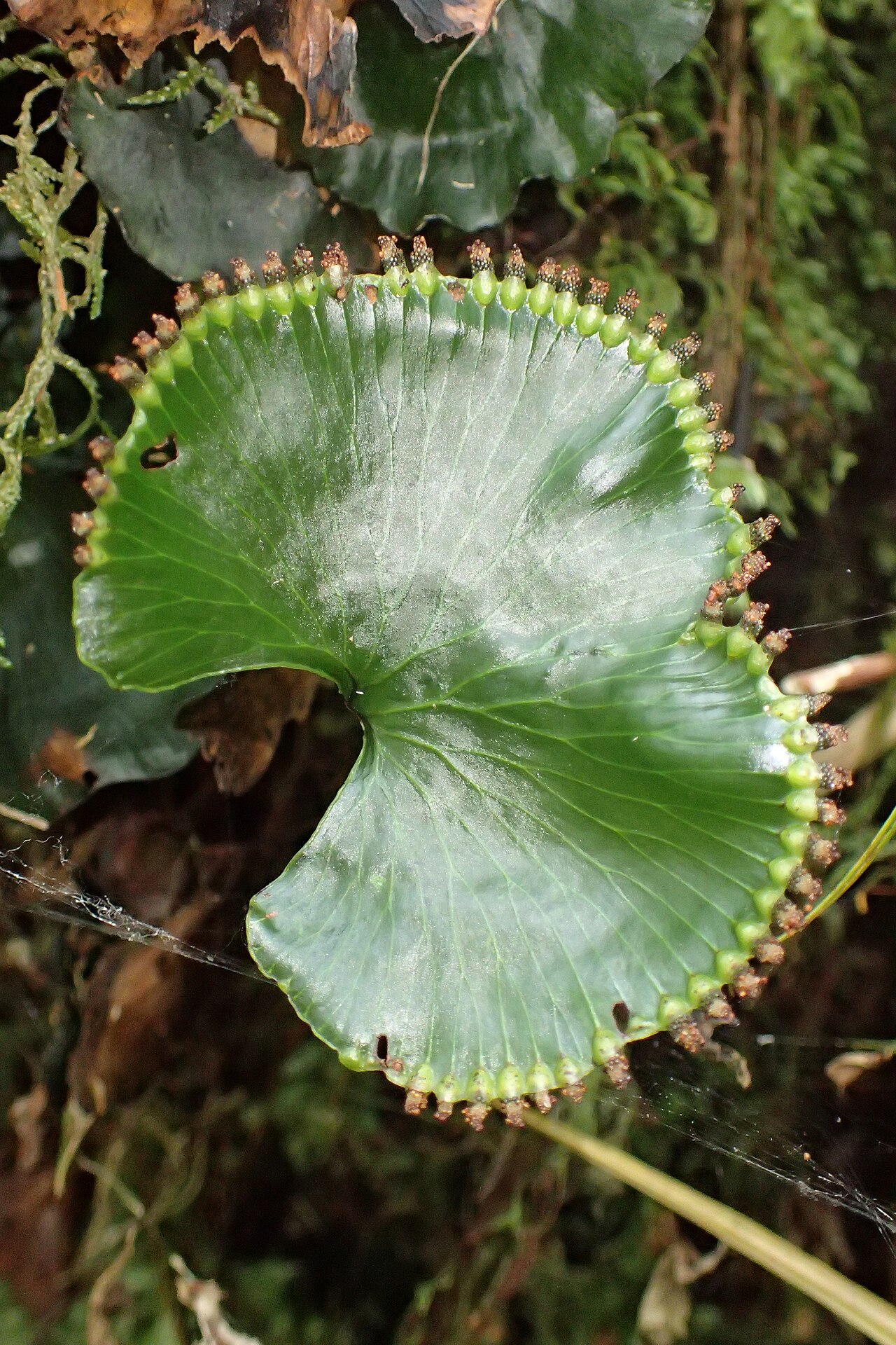 Kidney fern: Hymenophyllum nephrophyllum in Edmont National Park, near Stratford Mountain House, Taranaki