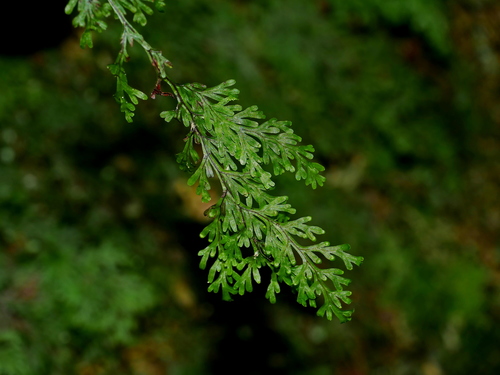 Hymenophyllum parallelocarpum (Hymenophyllum parallelocarpum)