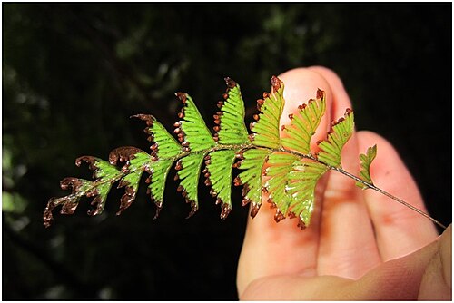 Hymenophyllum pectinatum: Figure 6c Hymenophyllum pectinatum