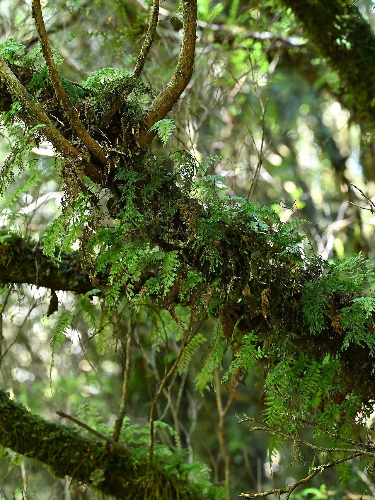 Hymenophyllum pectinatum: Hymenophyllum pectinatum at trail along Rio Blanco on Colbuco, Los Lagos, Chile