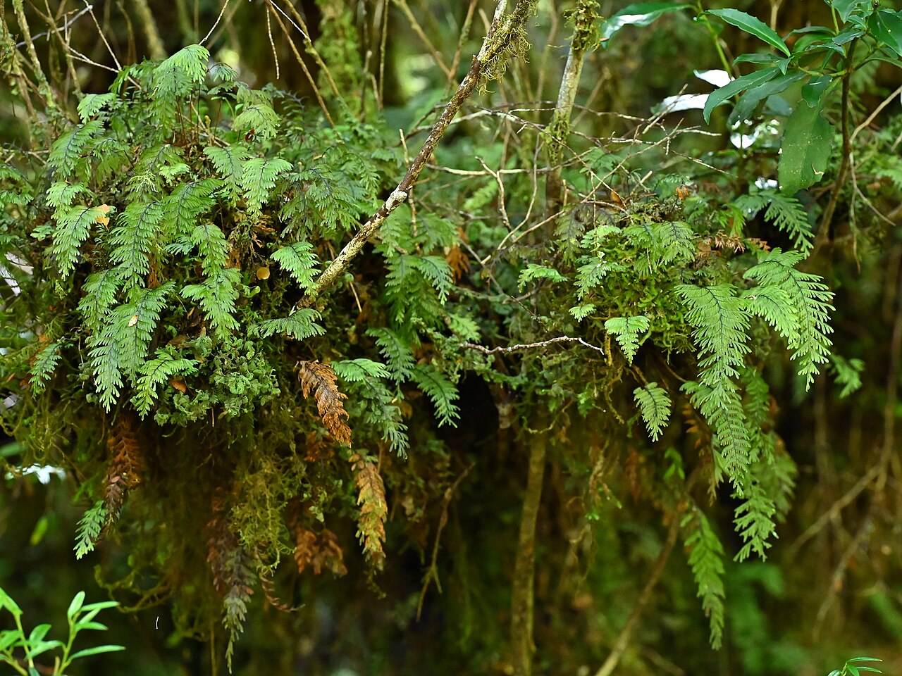 Hymenophyllum pectinatum: Hymenophyllum pectinatum at trail along Rio Blanco on Colbuco, Los Lagos, Chile