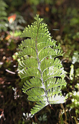 Hymenophyllum pectinatum: A widely reported species. Here near Rio Exploradores, Chilean Patagonia.