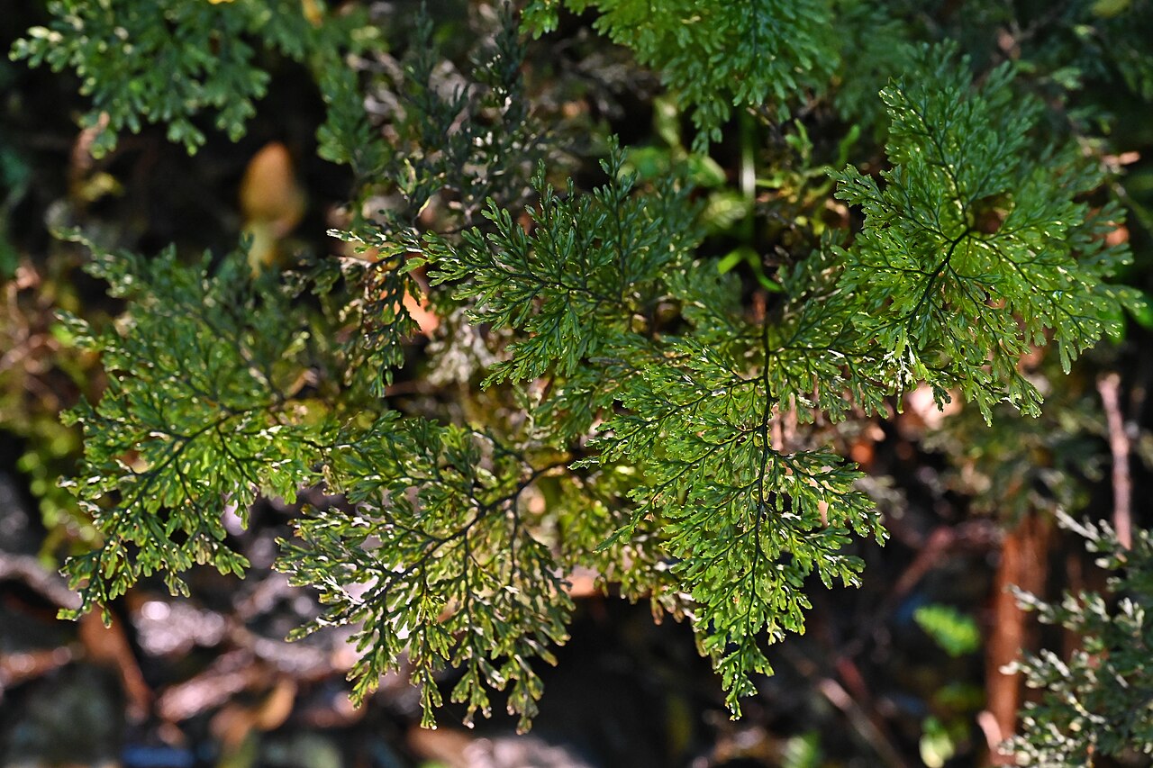 Hymenophyllum plicatum: Hymenophyllum plicatum at Trail along Rio Blanco on Colbuco, Los Lagos, Chile