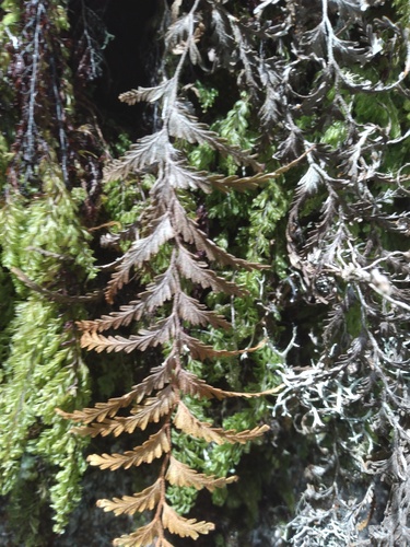 Hymenophyllum plumieri (Hymenophyllum plumieri)