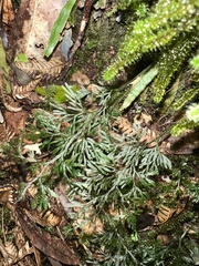 Hymenophyllum pluviatile (Hymenophyllum pluviatile)