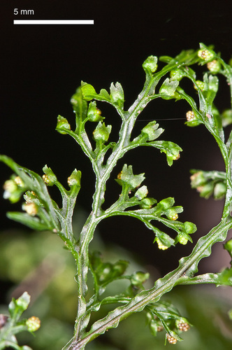 Hymenophyllum pluviatile (Hymenophyllum pluviatile)