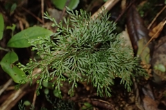 Hymenophyllum pluviatile (Hymenophyllum pluviatile)