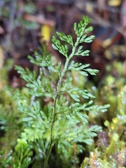 Hymenophyllum pluviatile (Hymenophyllum pluviatile)