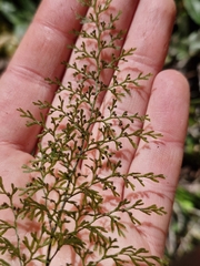 Hymenophyllum pluviatile (Hymenophyllum pluviatile)