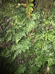 Smooth filmy fern (Hymenophyllum polyanthos)