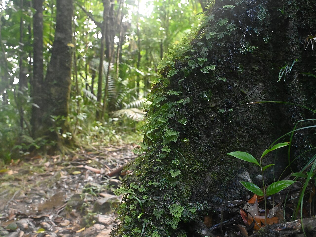 Smooth filmy fern: Hymenophyllum polyanthos on Mamelle de Petit Bourg on Guadeloupe