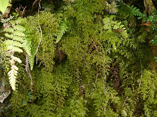 Smooth filmy fern: Hymenophyllum polyanthos:ホソバコケシノブ 2015/10/18 和歌山県田辺市:Tanabe City. Wakayama Pref. Japan
