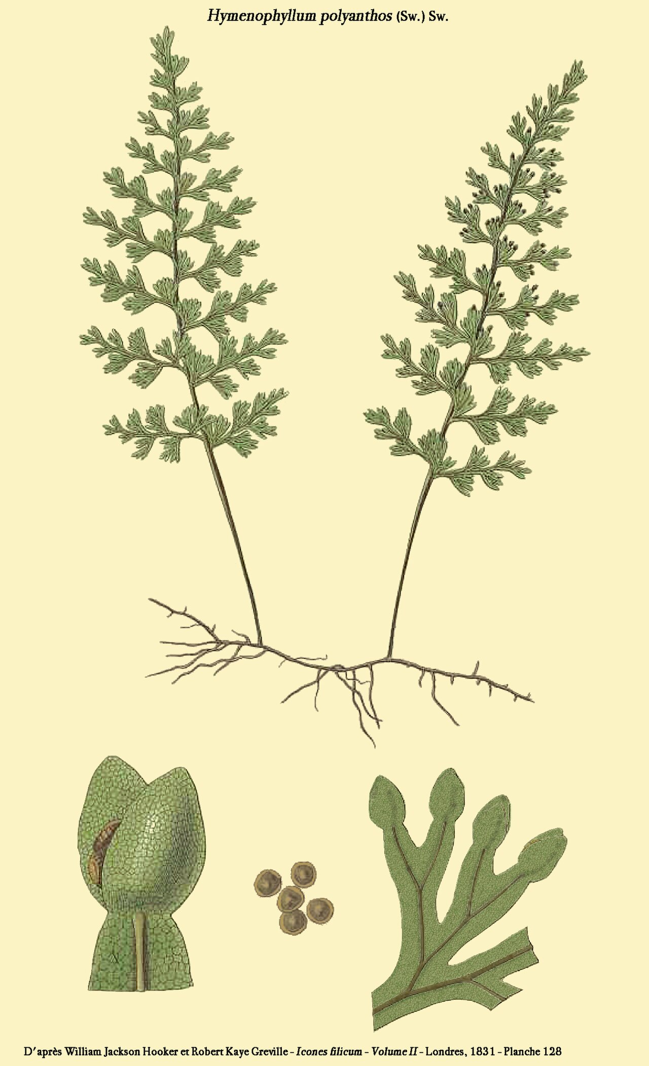 Smooth filmy fern: Hymenophyllum polyanthos (Sw.) Sw. - D'après William Jackson Hooker et Robert Kaye Greville - Icones filicum - Volume II - Londres, 1831 - Planche 124 reprise p