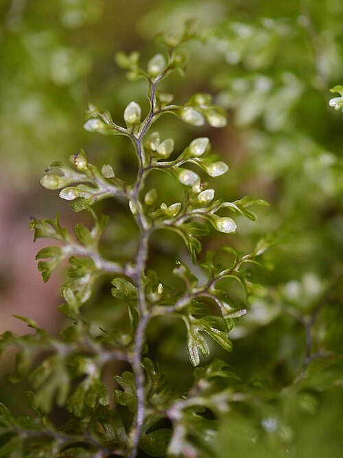 Smooth filmy fern: Hymenophyllum polyanthos:ホソバコケシノブ 2015/10/18 和歌山県田辺市:Tanabe City. Wakayama Pref. Japan