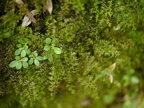 Smooth filmy fern: Hymenophyllum polyanthos:ホソバコケシノブ 2015/10/18 和歌山県田辺市:Tanabe City. Wakayama Pref. Japan