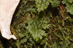 Smooth filmy fern (Hymenophyllum polyanthos)