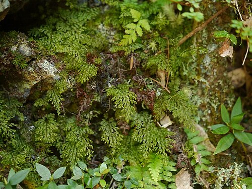 Smooth filmy fern: Hymenophyllum polyanthos:ホソバコケシノブ 2015/08/14 和歌山県田辺市:Tanabe City. Wakayama Pref. Japan