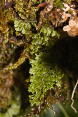 Smooth filmy fern (Hymenophyllum polyanthos)