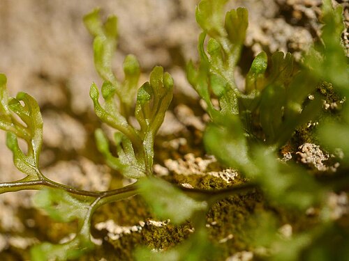 Smooth filmy fern: Hymenophyllum polyanthos:ホソバコケシノブ 2015/08/14 和歌山県田辺市:Tanabe City. Wakayama Pref. Japan
