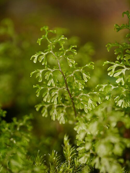 Smooth filmy fern: Hymenophyllum polyanthos:ホソバコケシノブ 2015/10/18 和歌山県田辺市:Tanabe City. Wakayama Pref. Japan