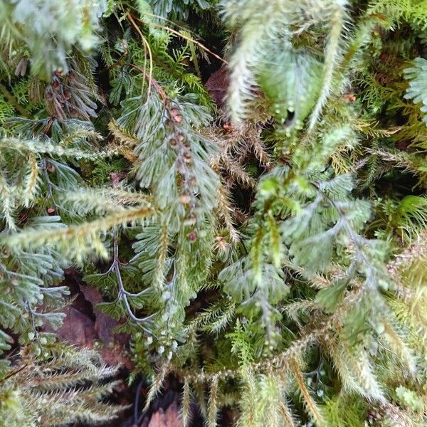 Tunbridge filmy fern (Hymenophyllum tunbrigense)