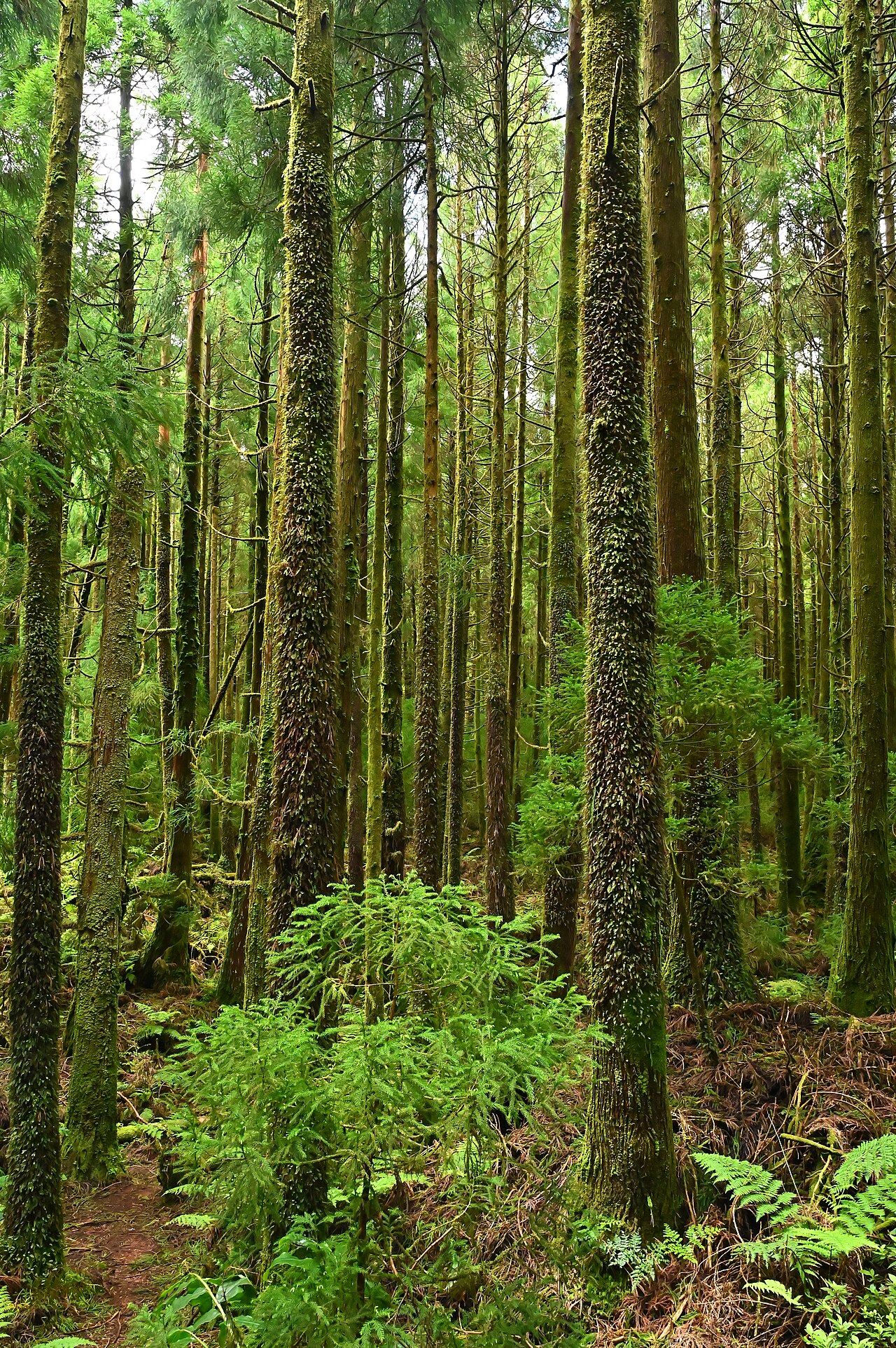 Tunbridge filmy fern: Hymenophyllum tunbrigense in Cryptomeria japonica plantation on Lagoa do Canario on Sao Miguel, Azores