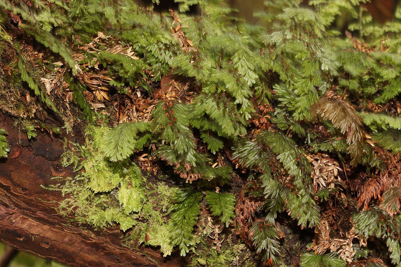 Tunbridge filmy fern: Hymenophyllum tunbrigense - Hautfarn