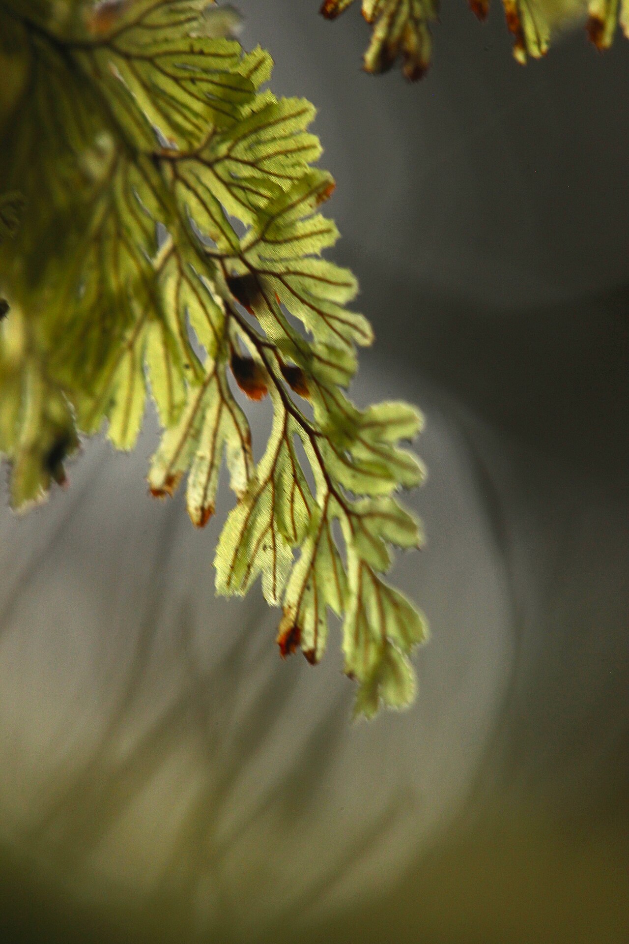 Tunbridge filmy fern: Hymenophyllum tunbrigense - Hautfarn
