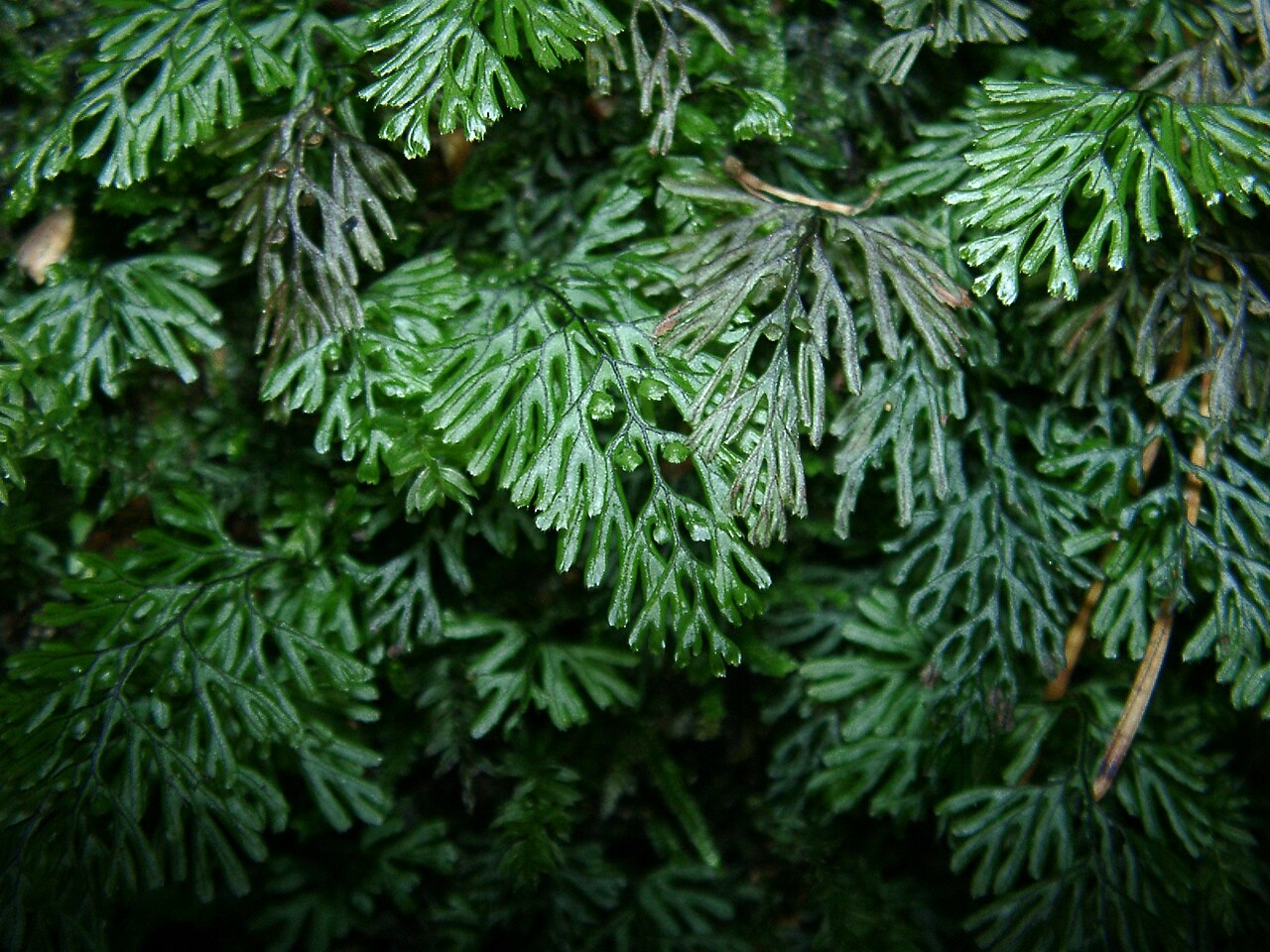 Tunbridge filmy fern (Hymenophyllum tunbrigense)