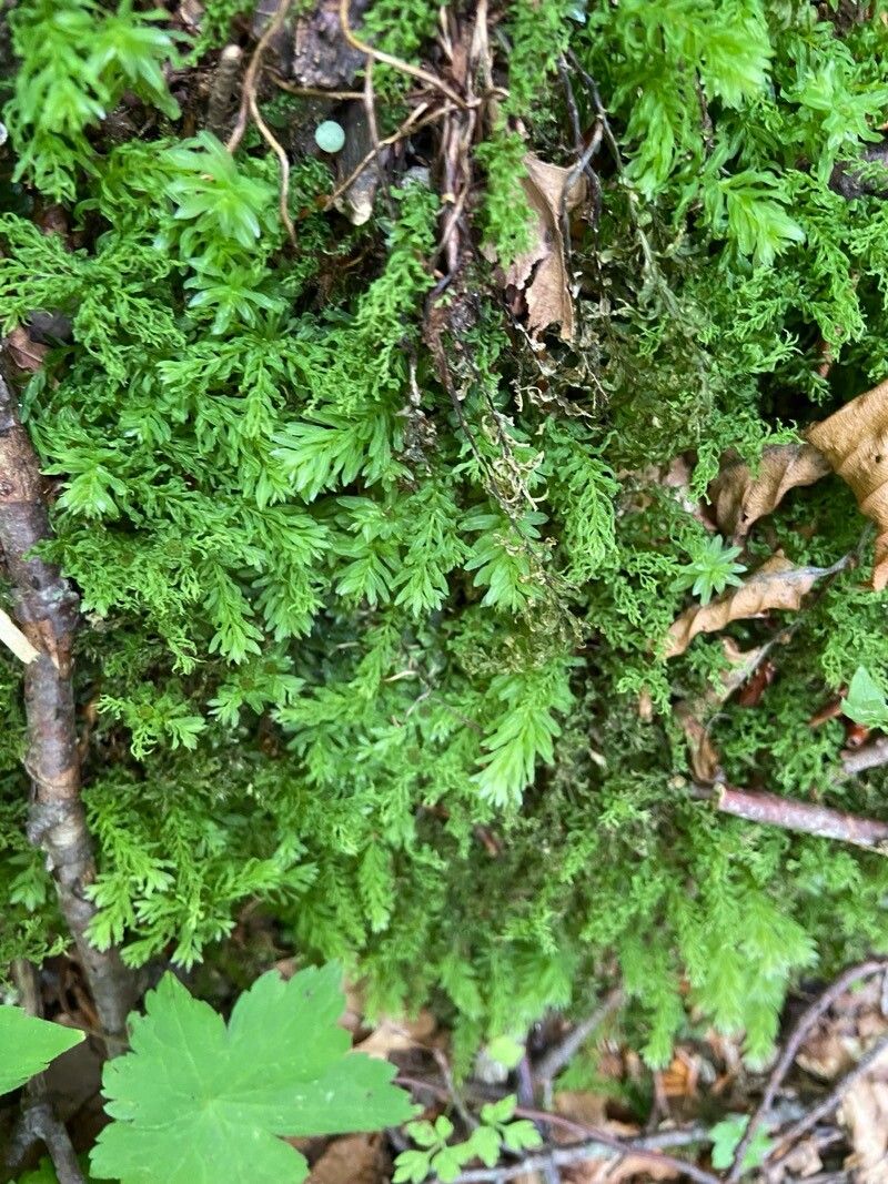 Tunbridge filmy fern (Hymenophyllum tunbrigense)