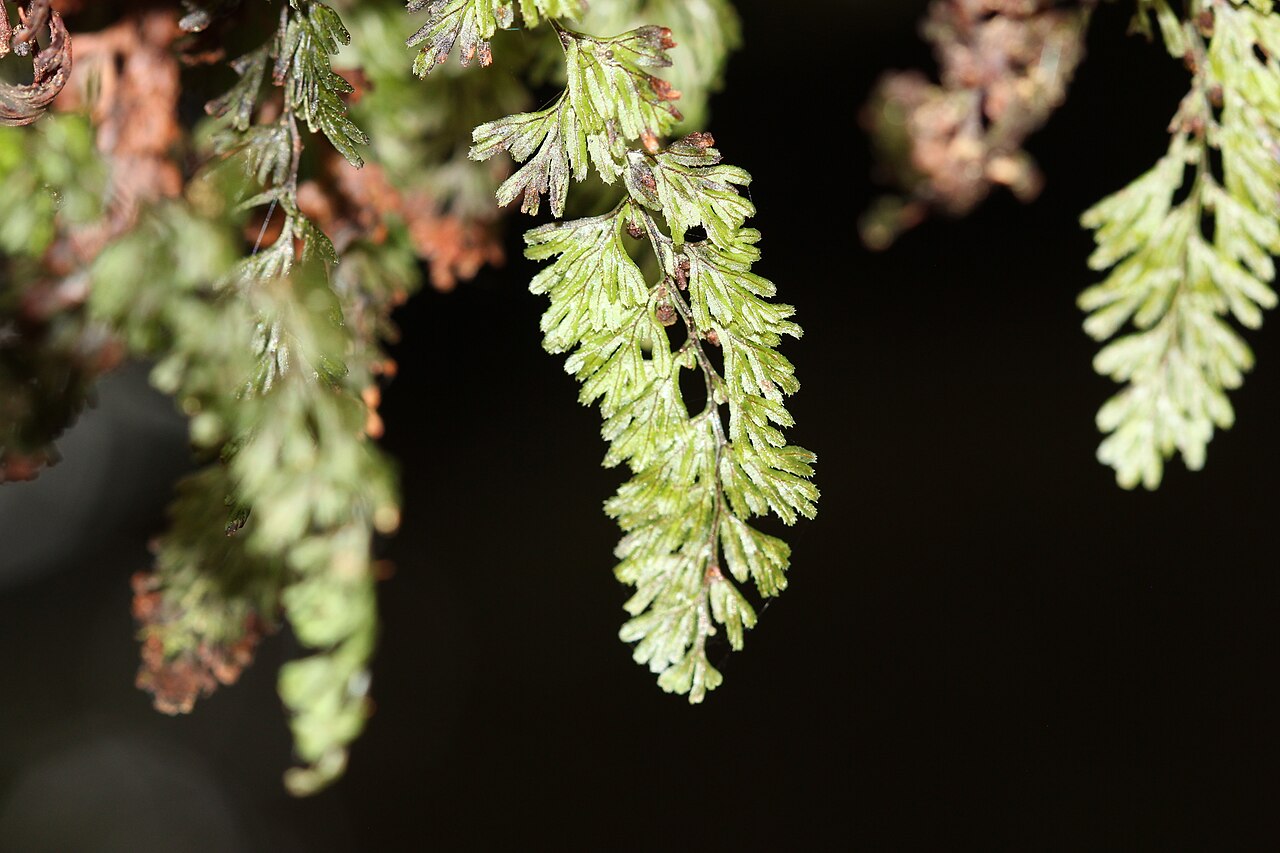 Tunbridge filmy fern: Hymenophyllum tunbrigense - Hautfarn