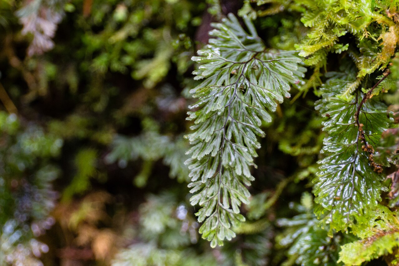 Tunbridge filmy fern: Hymenophyllum tunbrigense - Tunbridge filmy fern-1