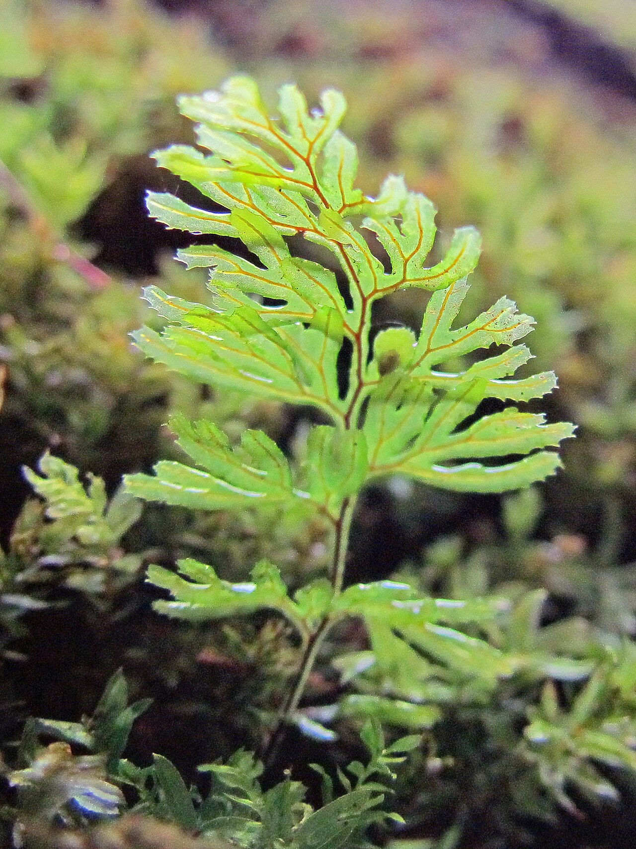 Tunbridge filmy fern: Platte vliesvaren (Hymenophyllum tunbrigense), Luxemburg