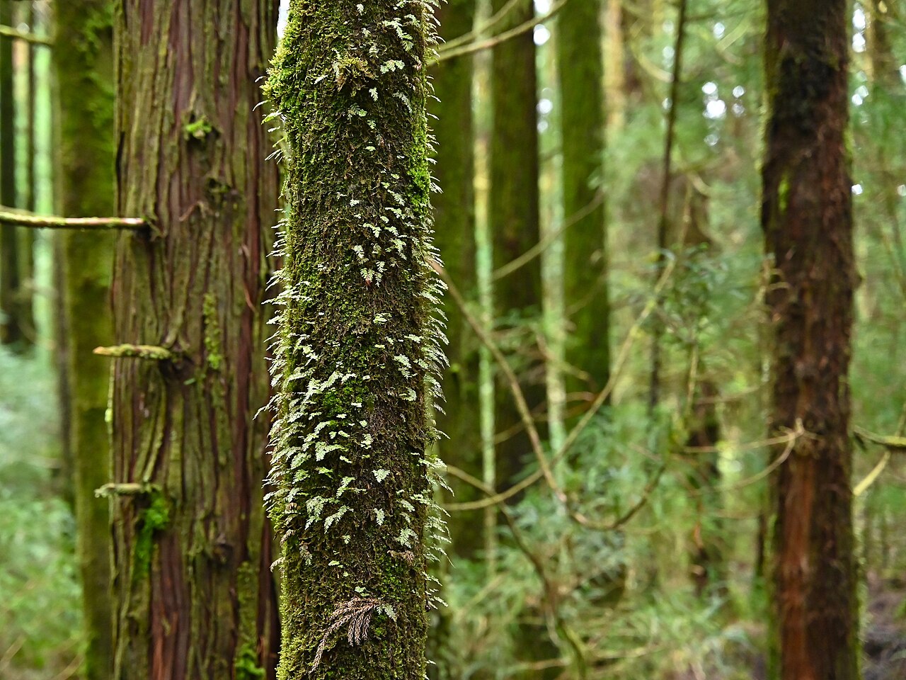 Tunbridge filmy fern: Hymenophyllum tunbrigense in Cryptomeria japonica plantation on Lagoa do Canario on Sao Miguel, Azores