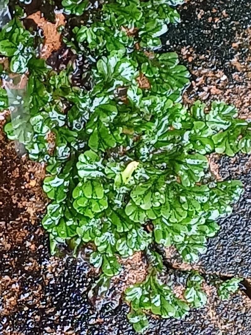 Tunbridge filmy fern (Hymenophyllum tunbrigense)