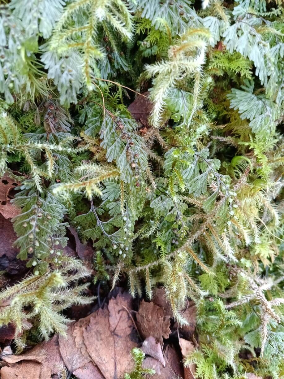 Tunbridge filmy fern (Hymenophyllum tunbrigense)